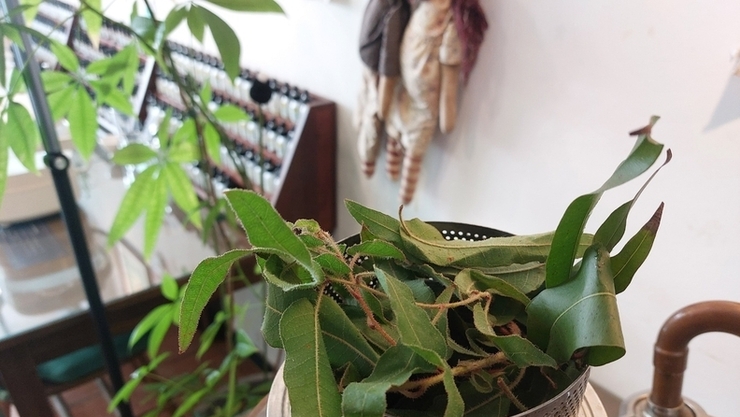 아로마테라피 자격증 과정, 유칼립투스 레몬 수증기 증류 실습 진행